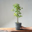 Trident Maple Clump Bonsai #1273