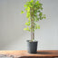 Trident Maple Clump Bonsai #1273
