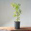 Trident Maple Clump Bonsai #1274