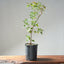 Trident Maple Clump Bonsai #1274
