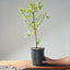 Trident Maple Clump Bonsai #1274