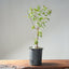 Trident Maple Clump Bonsai #1274