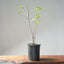 Trident Maple Clump Bonsai #1275