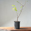 Trident Maple Clump Bonsai #1275