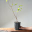 Trident Maple Clump Bonsai #1275