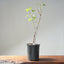 Trident Maple Clump Bonsai #1275