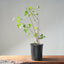 Trident Maple Clump Bonsai #1276