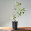 Trident Maple Clump Bonsai #1276