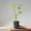 Trident Maple Clump Bonsai #1276