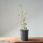 Trident Maple Clump Bonsai #1277