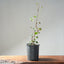 Trident Maple Clump Bonsai #1277