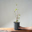 Trident Maple Clump Bonsai #1277