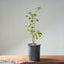 Trident Maple Clump Bonsai #1278