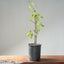 Trident Maple Clump Bonsai #1278
