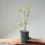 Trident Maple Clump Bonsai #1278