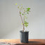 Trident Maple Clump Bonsai #1278