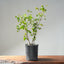 Trident Maple Clump Bonsai #1279