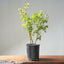 Trident Maple Clump Bonsai #1279