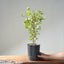 Trident Maple Clump Bonsai #1279