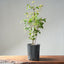 Trident Maple Clump Bonsai #1279