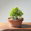Yaupon Holly Bonsai #1280