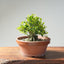 Yaupon Holly Bonsai #1280