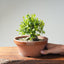 Yaupon Holly Bonsai #1280