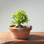 Yaupon Holly Bonsai #1280