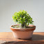 Yaupon Holly Bonsai #1281