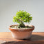 Yaupon Holly Bonsai #1281