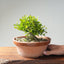 Yaupon Holly Bonsai #1281