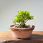 Yaupon Holly Bonsai #1281