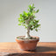 Yaupon Holly Bonsai #1282