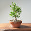 Yaupon Holly Bonsai #1282