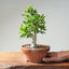 Yaupon Holly Bonsai #1282