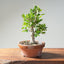 Yaupon Holly Bonsai #1282