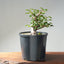 Japanese Hornbeam Bonsai #1283