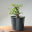 Japanese Hornbeam Bonsai #1283