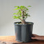 Japanese Hornbeam Bonsai #1283