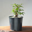 Japanese Hornbeam Bonsai #1283