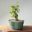 Japanese Hornbeam Bonsai #1284