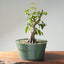 Japanese Hornbeam Bonsai #1284