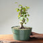 Japanese Hornbeam Bonsai #1284