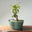 Japanese Hornbeam Bonsai #1284