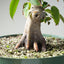 Japanese Hornbeam Bonsai #1284