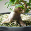 Japanese Hornbeam Bonsai #1283