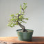 Korean Hornbeam Bonsai #1285