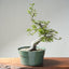 Korean Hornbeam Bonsai #1285