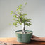 Korean Hornbeam Bonsai #1285