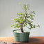 Korean Hornbeam Bonsai #1285